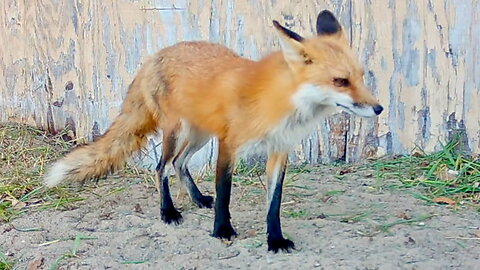 Fox Scoping Out a Potential Den Under a Shed