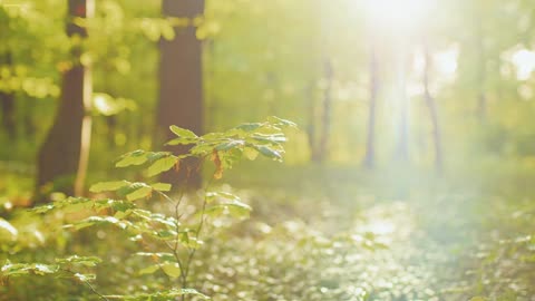 Amber Silence – light woven with stillness.