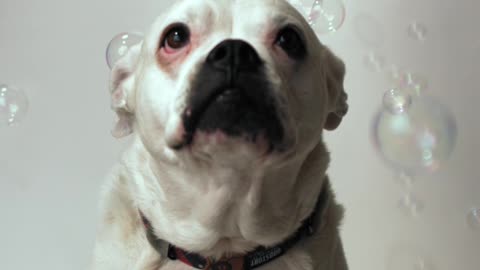 So adorable dog