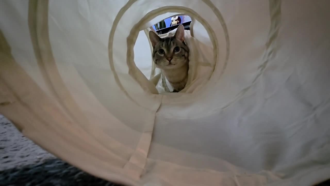 Cat Tunnel Relaxation: Ultimate Zen Moment You Won’t Stop Watching