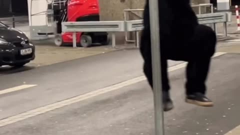 funnyvideosdaily