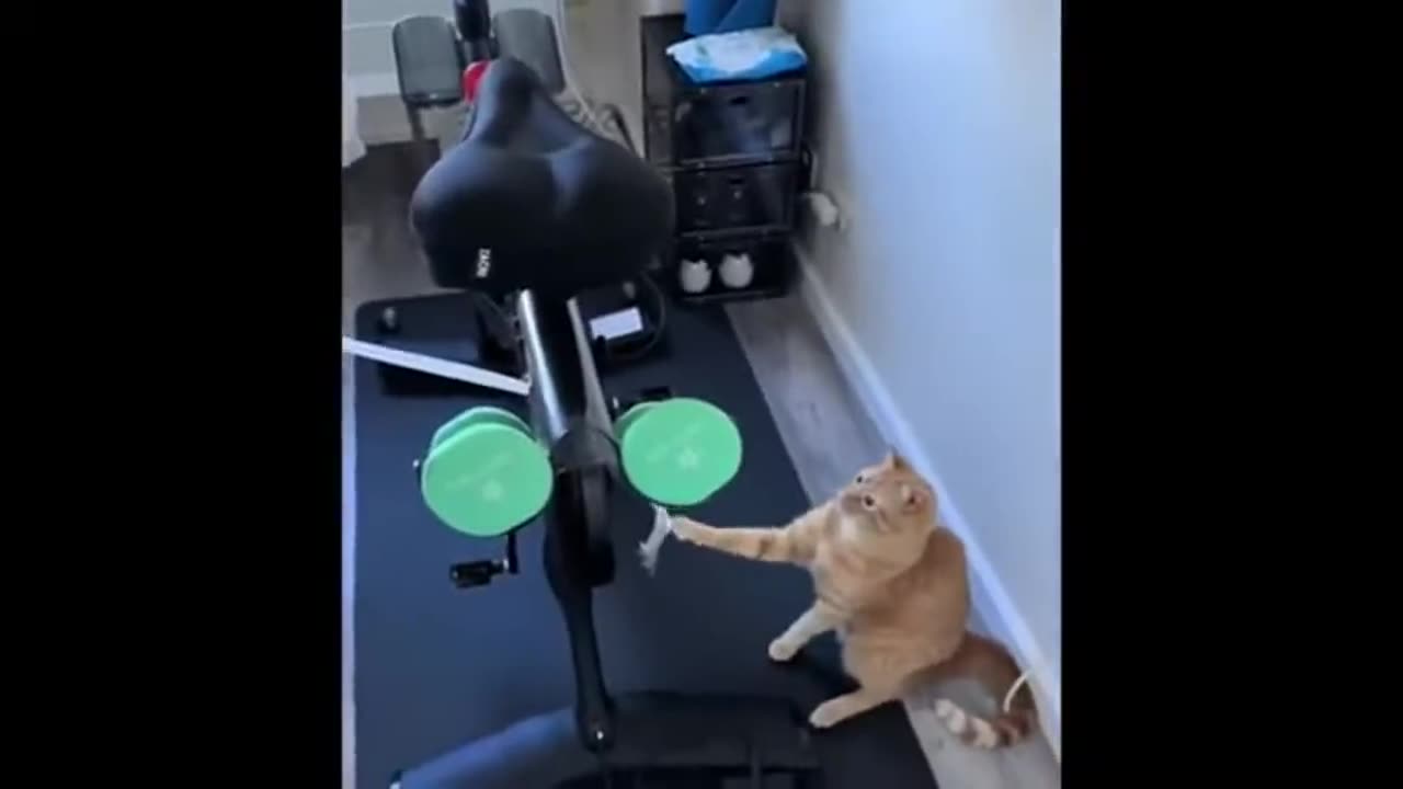 Funny Cats and Dogs Compilation | FurVibes Compilation #8