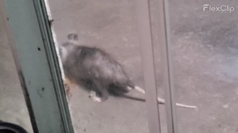 Baby Possum 2
