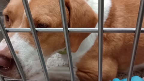 Rory-tan&white 3y A873645 kennel 155 PACC shelter my heart was happy gave lots of loving❤️2025917292