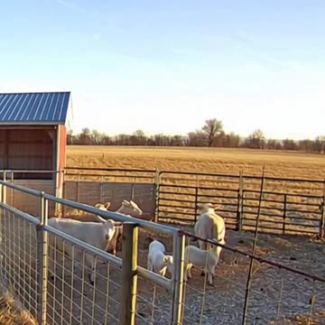 Farm 04 – Abnormal Behavior