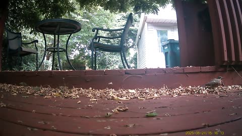 Wildlife Filmed By Haza PR800 Wild Camera, Levagood Area, Dearborn, Michigan, August 22 To 29, 2025