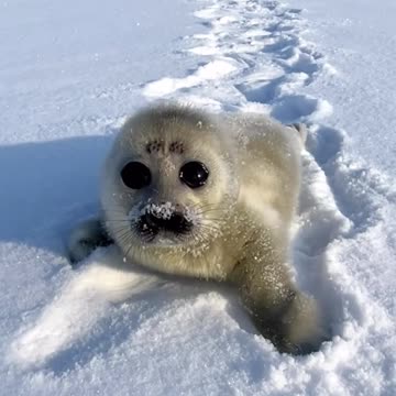 Baby seal ready to pounce 😊
