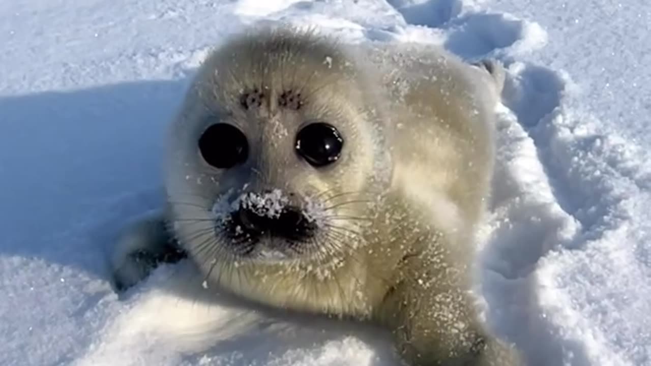 Baby seal ready to pounce 😊