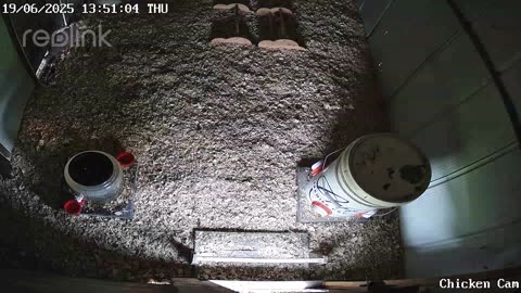 Millar Time Chicken Cam