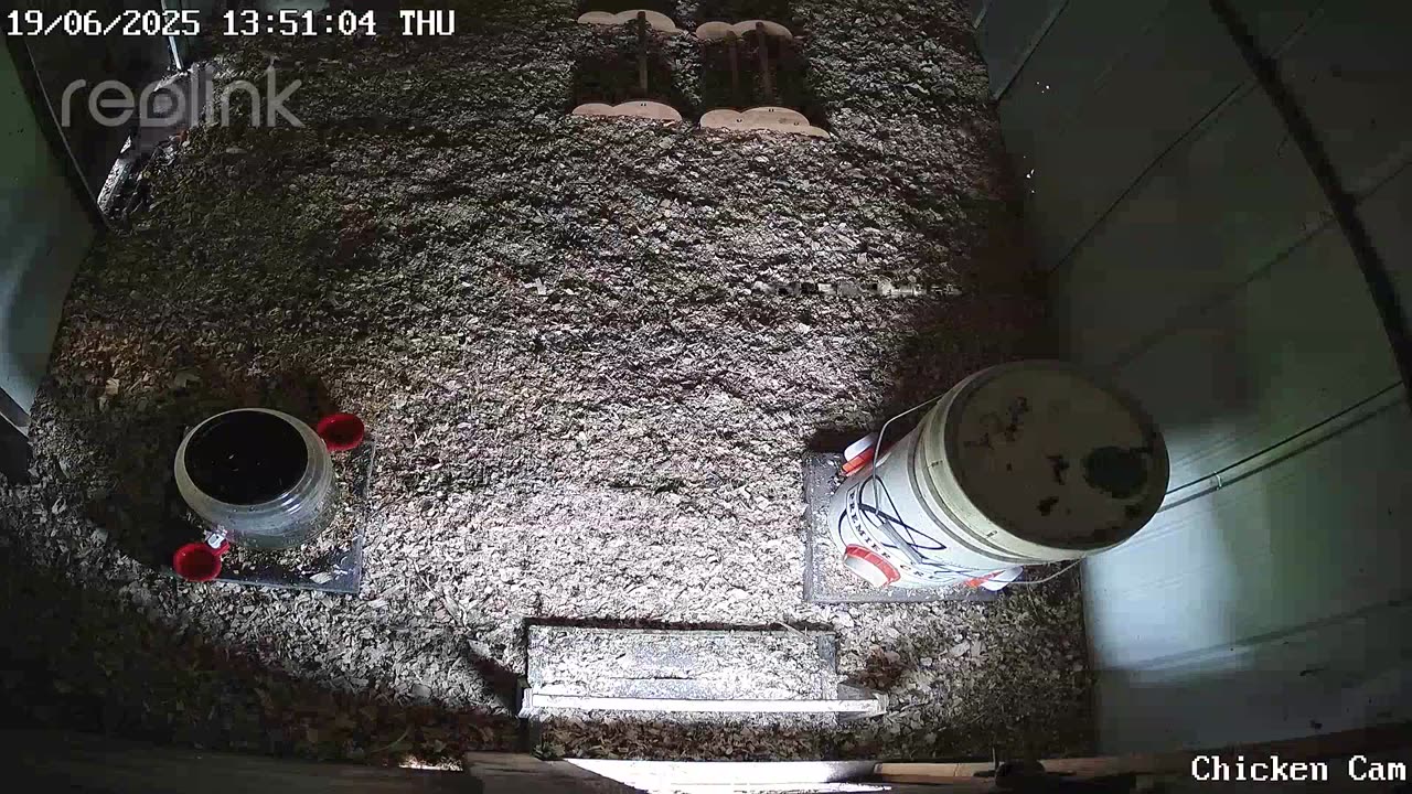 Millar Time Chicken Cam