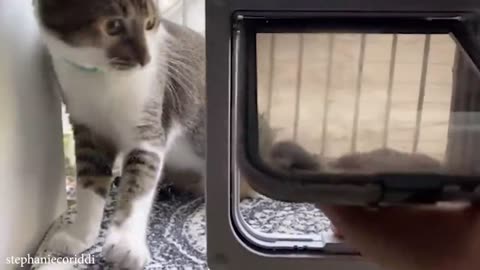 Silliest CATS on Earth 😂 | Funniest Cat Moments Compilation 2025