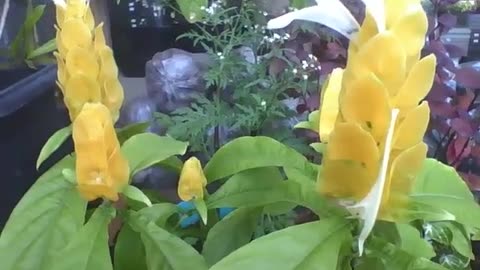Beautiful celosia plant in the flower shop, the flowers are yellow and different [Nature & Animals]