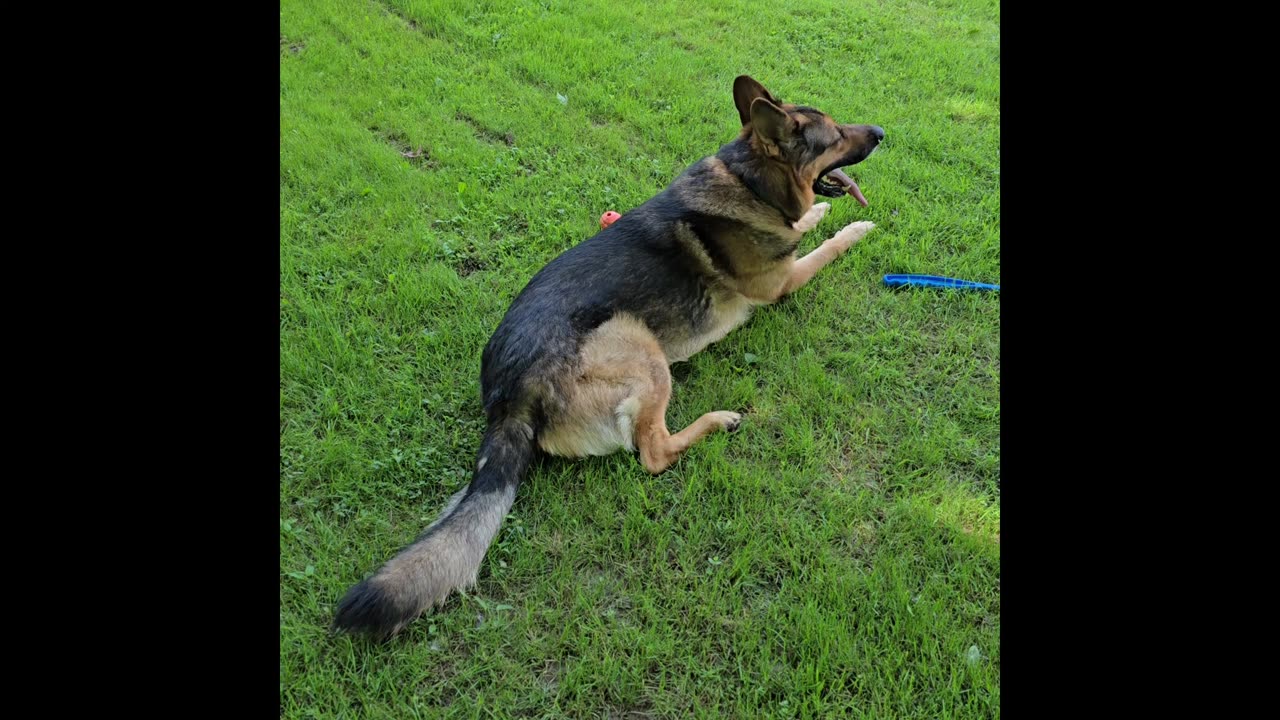 Virgil german shepherd.