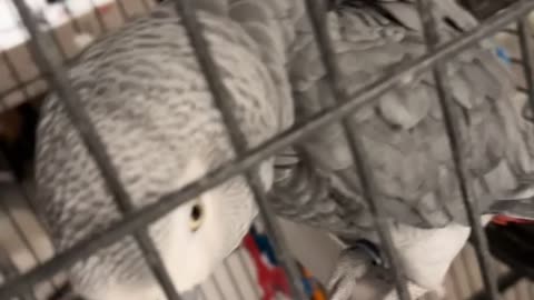 Parrot Copies Man’s Dance Moves