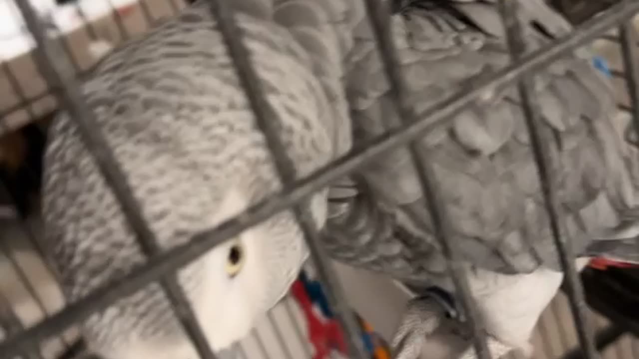 Parrot Copies Man’s Dance Moves