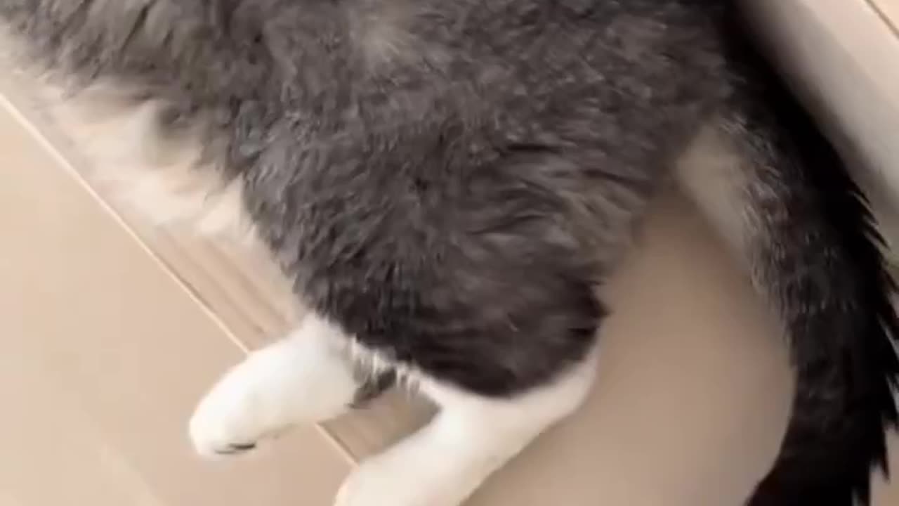 when the cat's tail is in pain