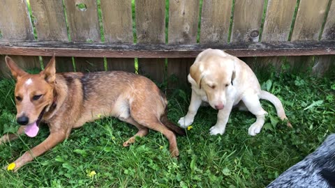 neighborhood puppy visit