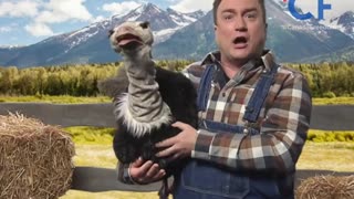 22 Minutes Made Fun of Ostrich Farm