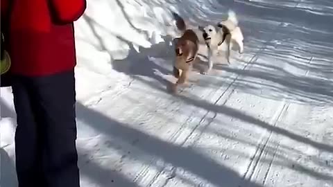 Funny Animals - Try not to laugh Cats And Dogs , you laugh you lose 😁