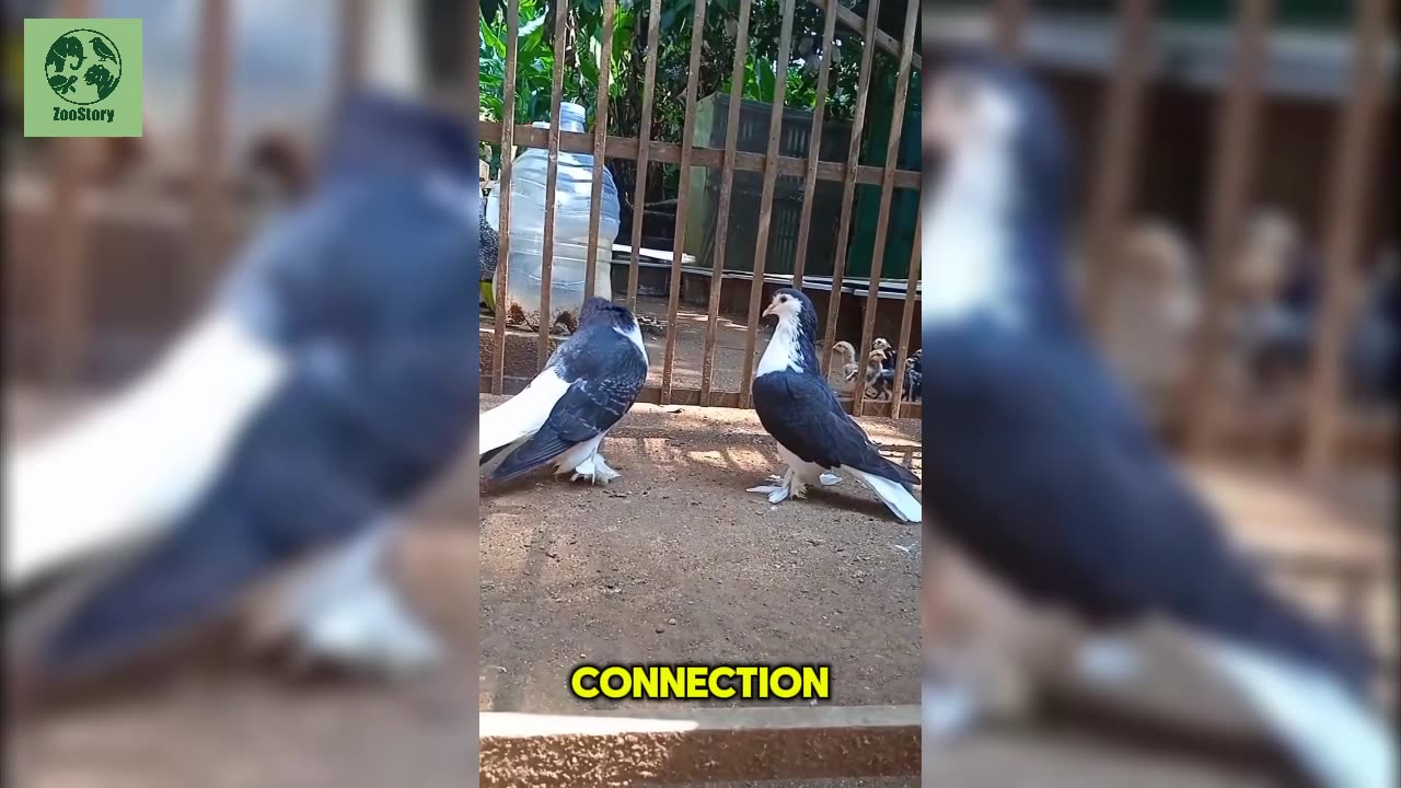 The Remarkable Pigeon: A Symbol of Peace and Intelligence