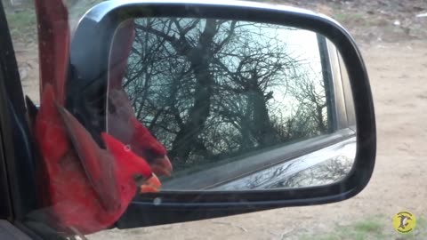 Bird Attacks His Reflection In The Mirror - With Guest David Attenborough
