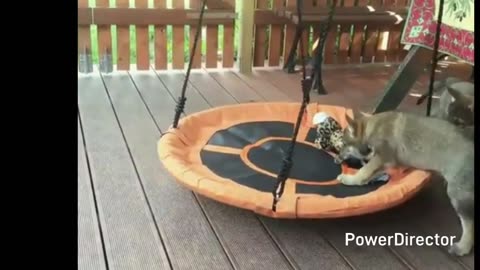 Funny Animmal Videos|funny cats And Dog Videos