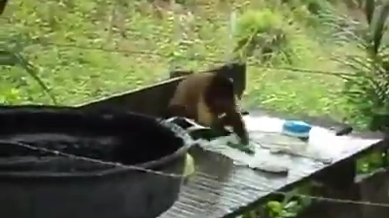 #funny video #Animal Telent #Best view *Animal Work *Animal Funny video