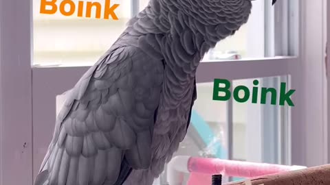 this parrot says I see you — too funny! 👀🤣