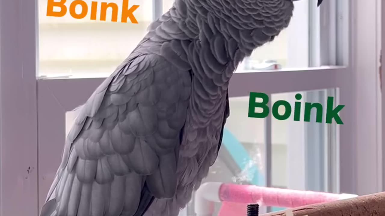 this parrot says I see you — too funny! 👀🤣