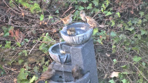 Birds in the Fountain