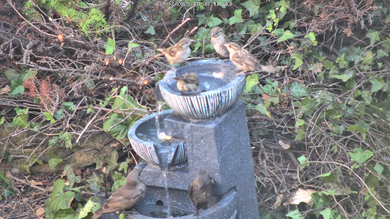 Birds in the Fountain