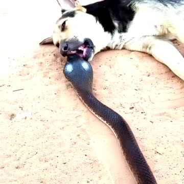 Crazy Cobra Take Down The Dog