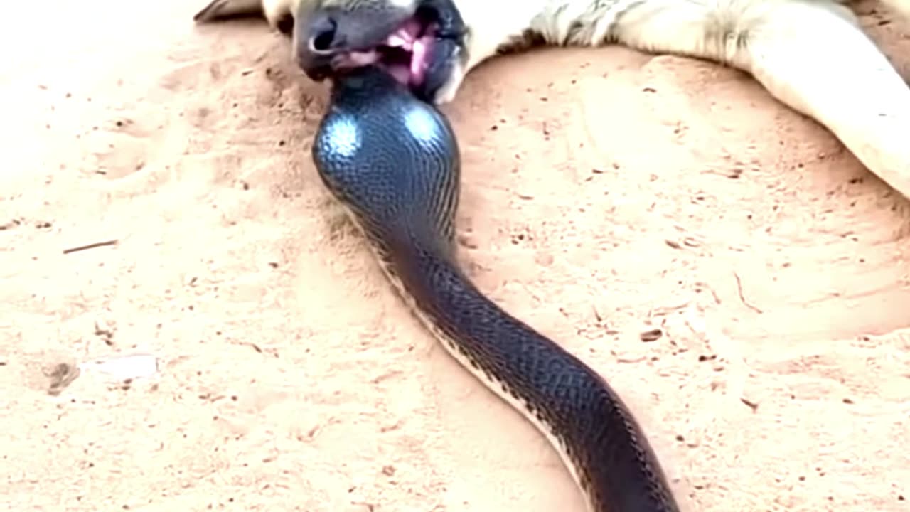 Crazy Cobra Take Down The Dog