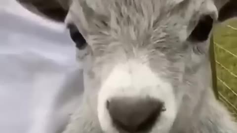 Funny animal