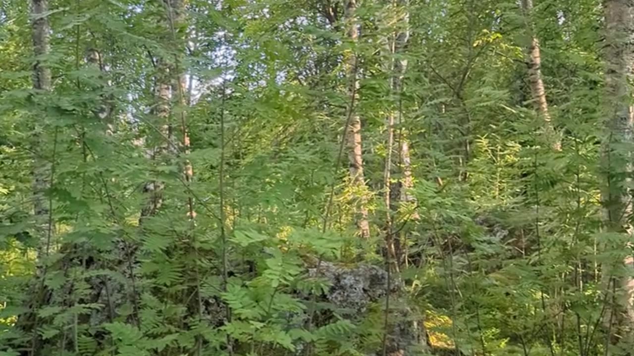 Let's wander into the jungle and gather some berries.