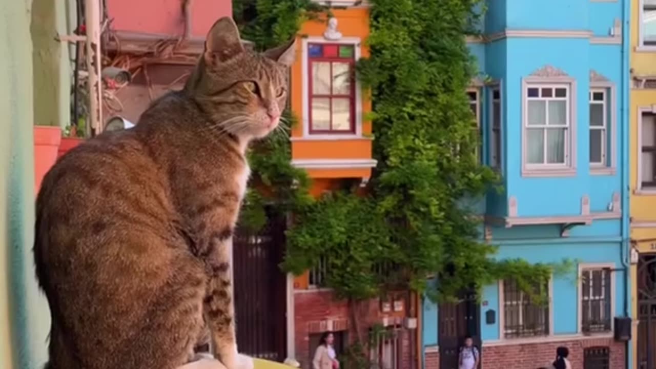 КОТКИТЕ НА ИСТАНБУЛ