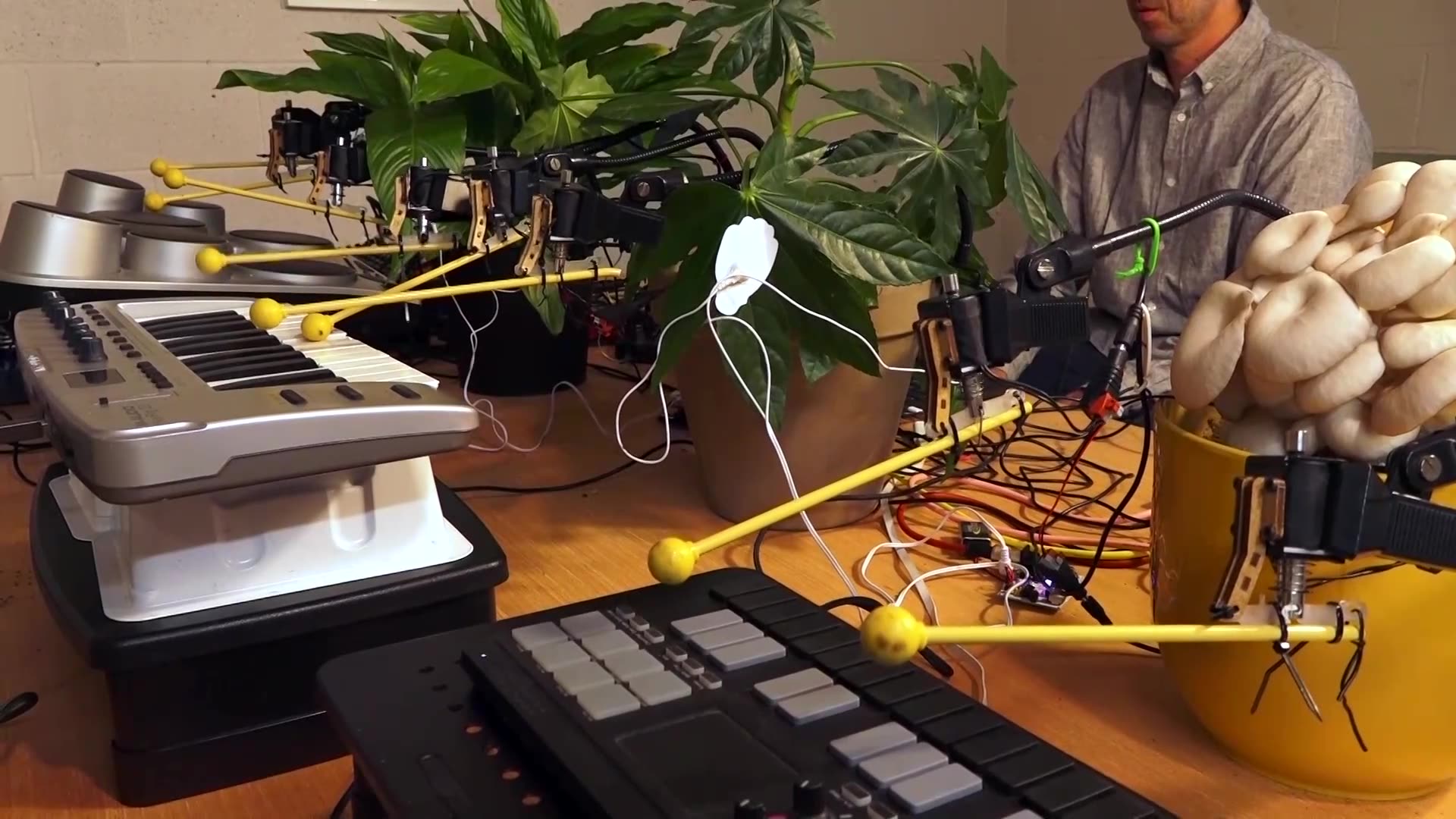 Musical mushrooms: Fungi play instruments via electrical sensors