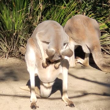 kangaroo