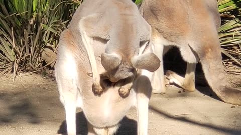 kangaroo