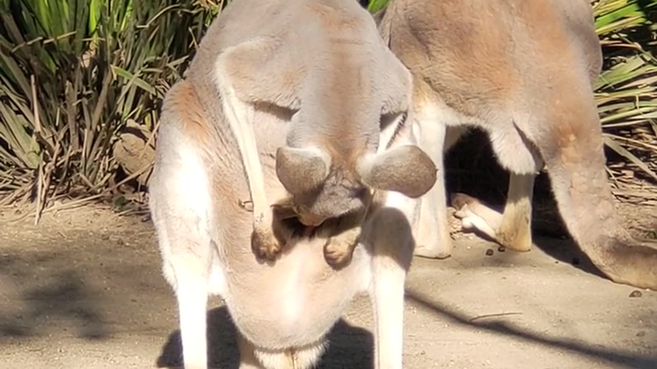 kangaroo