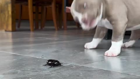Animals funny video 🤣📸