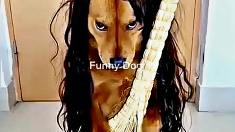 😂😆 "This Dog Just Invented Comedy!" 😂😆
