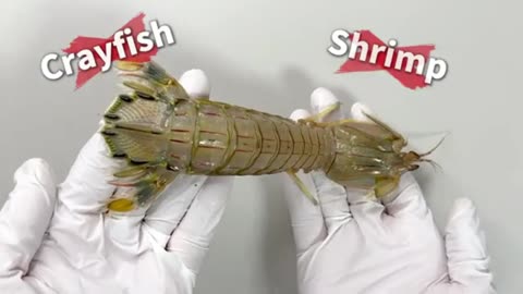 This is Neither a Crayfish nor a Shrimp... - Mantis Shrimp Dissection