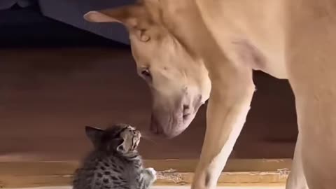 Cat vs Dog