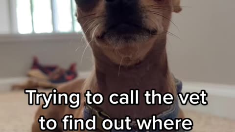 Angry Dog