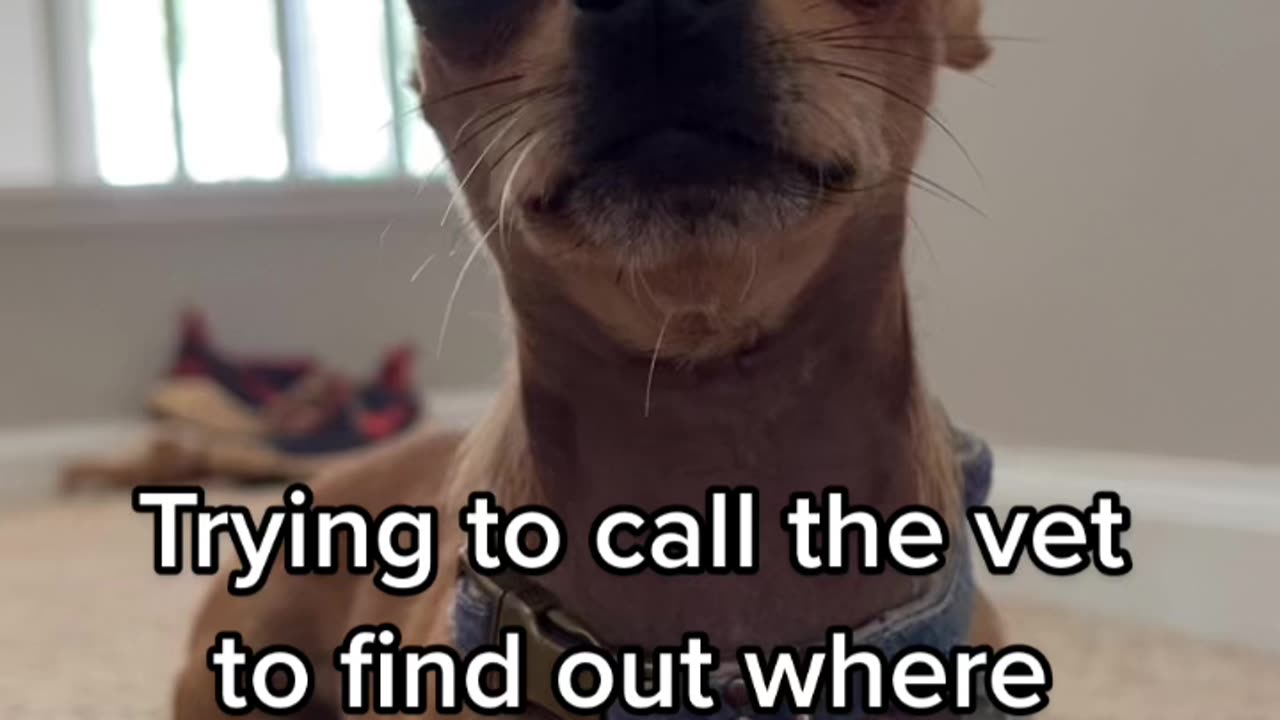Angry Dog