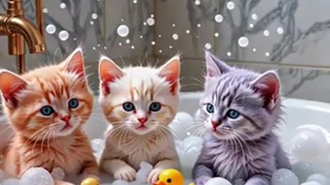 Angry Mama Cat Makes Kitten Take a Bath! 😾🛁😂 #FunnyCats #CuteKitten