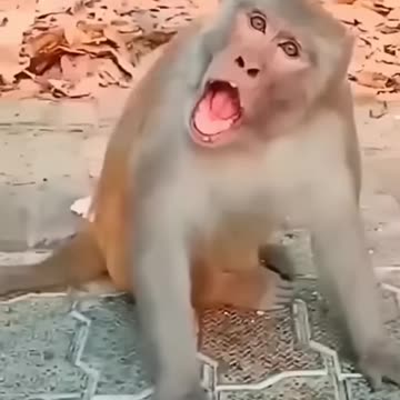 cute toucan 🦤💞 & monkey 🐒 funny 🤣#funnyvideos #toucan #monkey #viral #video #funny #cute