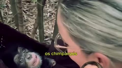 Animais fofos