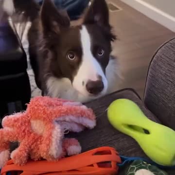 Border collie ready for some play with human
